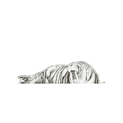 Black And White Illustration Sticker by The Wild Curiosity