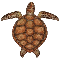 Turtle Sticker by babywild