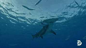 Hammerhead Shark Water GIF by Shark Week