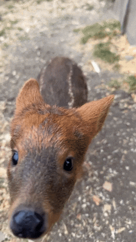 Summer Baby GIF by Oakland Zoo