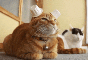 Video gif. Orange cat with tucked-in paws looks back and forth, lowering its head with tiny white plastic cups covering its ears. All of the sudden, the cat jumps off screen revealing three other cats sitting calmly in a line in the blurred background. 