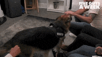 Big Dog Love GIF by Five Guys A Week