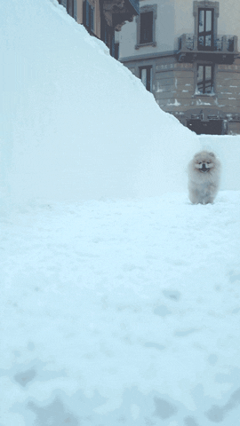 peroninastroazzurro snow yay running puppy GIF