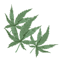 Flower Cbd Sticker by Cannabis Stores