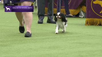 English Toy Spaniel Dogs GIF by Westminster Kennel Club