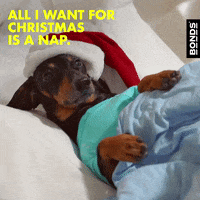 Santa Hat Dog GIF by Bonds Aus