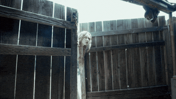 Rat Musicvideo GIF by Mollie Elizabeth