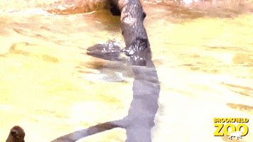 River Otters Swimming GIF by Brookfield Zoo
