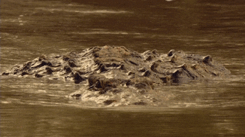 Crocodile Nile GIF