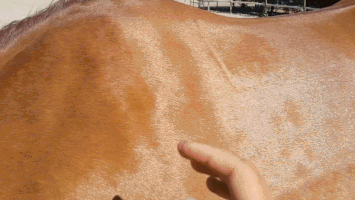 Horse GIF