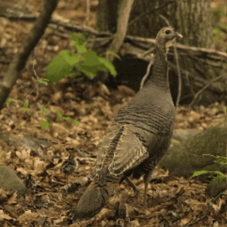 Pbs Nature Family GIF by Nature on PBS