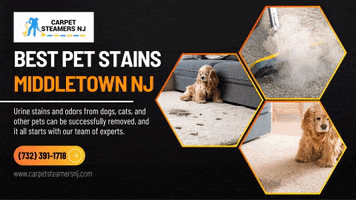 Best Pet Stains Middletown Nj GIF