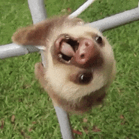 Sloth Meme Gifs Get The Best Gif On Giphy sloth meme gifs get the best gif on giphy