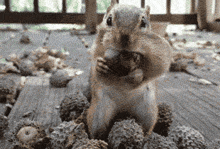 squirrel eating an acorn