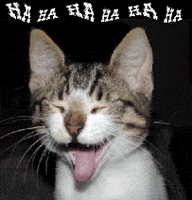 laughing cat images