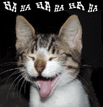 funny cat gifs