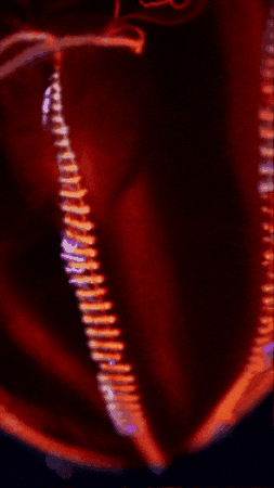 Deep Sea GIF by Monterey Bay Aquarium