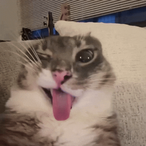Silly Cat GIF