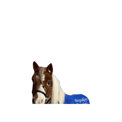 bergsakerstravet Sticker