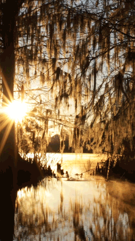 Sun Sunrise GIF by University of Florida