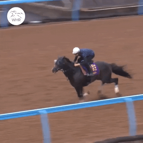 Sport Running GIF by World Horse Racing