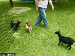 Image result for funny goat gif