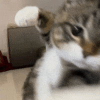 Cat Kitten GIF