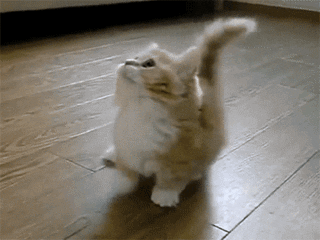 Youtube Squee GIF - Find & Share on GIPHY