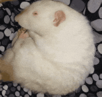 White Rat GIF