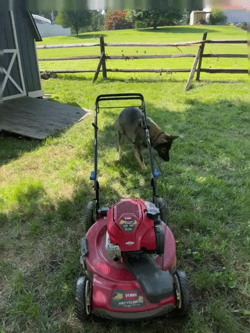 Shenandoah Shepherd Rescue GIF