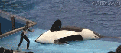  whale beached GIF
