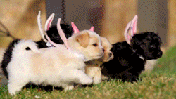 spring easter GIF