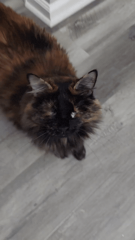 Hi GIF