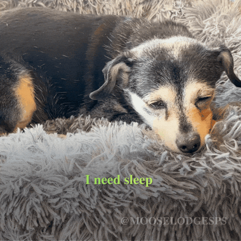 Sad Sleep GIF by Moose Lodge Senior Pet Sanctuary
