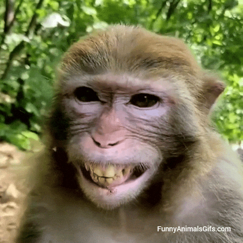 Money GIF