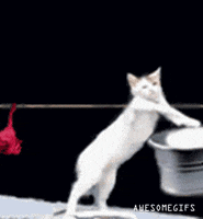 cats laundry GIF