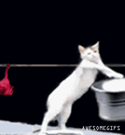 Cats Laundry GIF