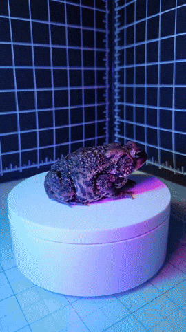 Spin GIF