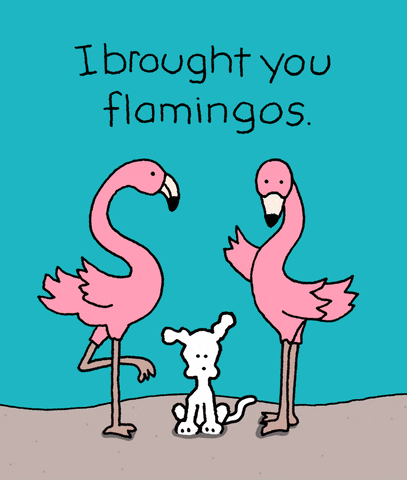 Flamingoed meme gif