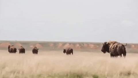 western tumbleweed gif western tumbleweed gif