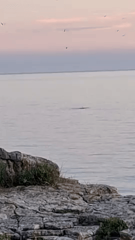 Svetastijena GIF