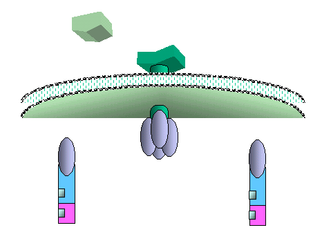 cell animation