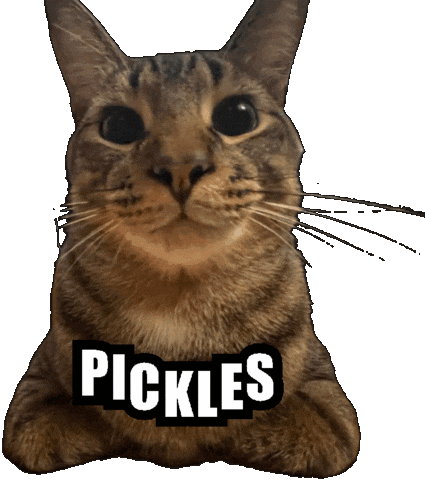 Cat Sticker