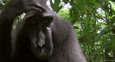celebes crested macaque monkey GIF by Head Like an Orange
