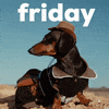 Video gif. A serene dachshund dressed up as a cowboy sits on a rock. Text, “Friday.”