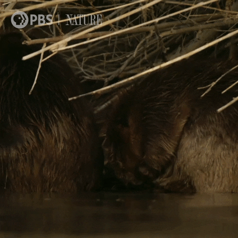 Pbs Nature Otter GIF by Nature on PBS