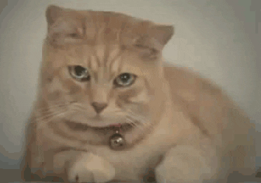 tears of a cat sad kitty cat crying GIF