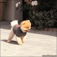 pomeranian two legs GIF