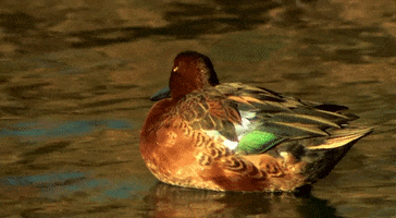 Floating Cinnamon Teal GIF by U.S. Fish and Wildlife Service