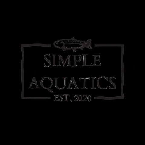 SimpleAquatics simple aquatics fish keeping aquarium fishtank GIF